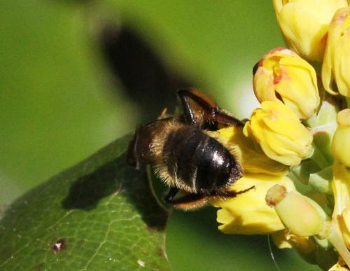 Réf. 204 030 : Andrena bicolor